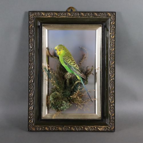 taxidermy late victorian stuffed budgie by alfred thomas taxidermist gloucester - CATEGORY: ANTIQUE MISCELLANEOUS - DATED 1890