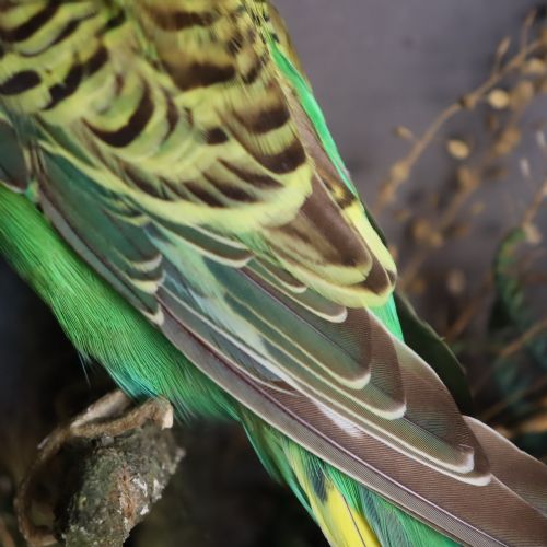 TAXIDERMY LATE VICTORIAN STUFFED BUDGIE BY ALFRED THOMAS TAXIDERMIST GLOUCESTER - ADDITIONAL PHOTO 2