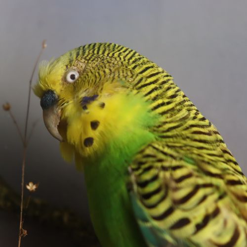TAXIDERMY LATE VICTORIAN STUFFED BUDGIE BY ALFRED THOMAS TAXIDERMIST GLOUCESTER - ADDITIONAL PHOTO 3