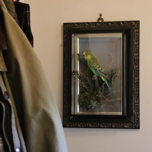 TAXIDERMY LATE VICTORIAN STUFFED BUDGIE BY ALFRED THOMAS TAXIDERMIST GLOUCESTER - ADDITIONAL PHOTO 4
