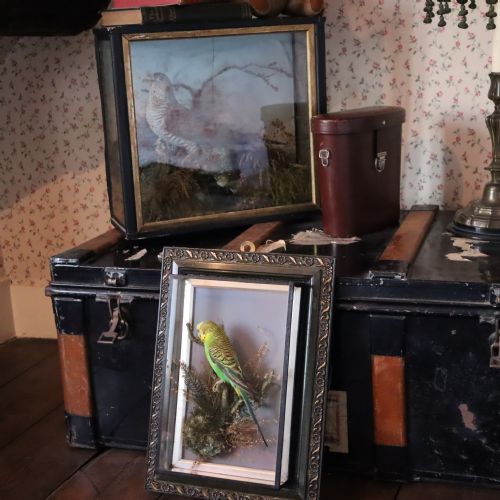 TAXIDERMY LATE VICTORIAN STUFFED BUDGIE BY ALFRED THOMAS TAXIDERMIST GLOUCESTER - ADDITIONAL PHOTO 5