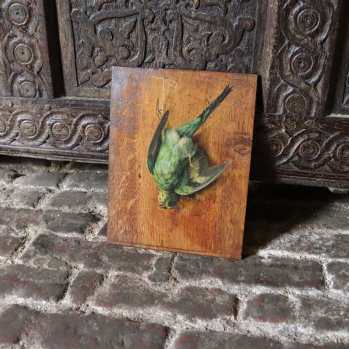 19th century english school still life painting of a budgerigar - CATEGORY: ANTIQUE MISCELLANEOUS - DATED 1870