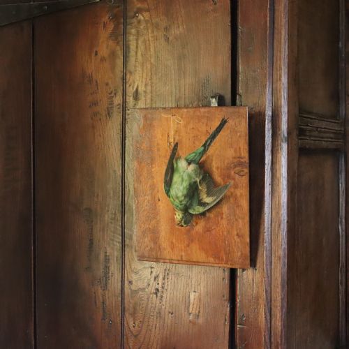 19TH CENTURY ENGLISH SCHOOL STILL LIFE PAINTING OF A BUDGERIGAR - ADDITIONAL PHOTO 1