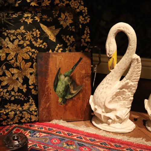 19TH CENTURY ENGLISH SCHOOL STILL LIFE PAINTING OF A BUDGERIGAR - ADDITIONAL PHOTO 6