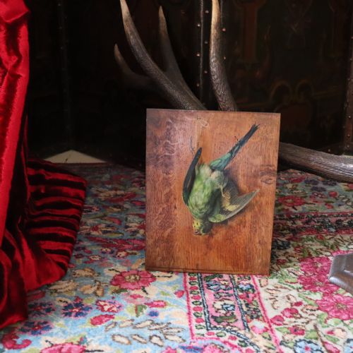 19TH CENTURY ENGLISH SCHOOL STILL LIFE PAINTING OF A BUDGERIGAR - ADDITIONAL PHOTO 8