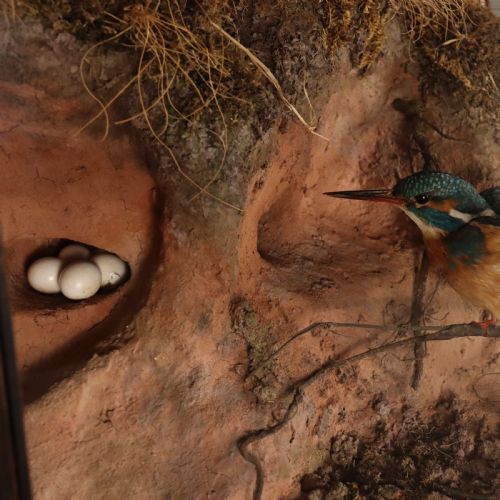 TAXIDERMY KINGFISHER EGGS IN REALISTIC RIVER BANK SETTING BY PETER SPICER SONS - ADDITIONAL PHOTO 2