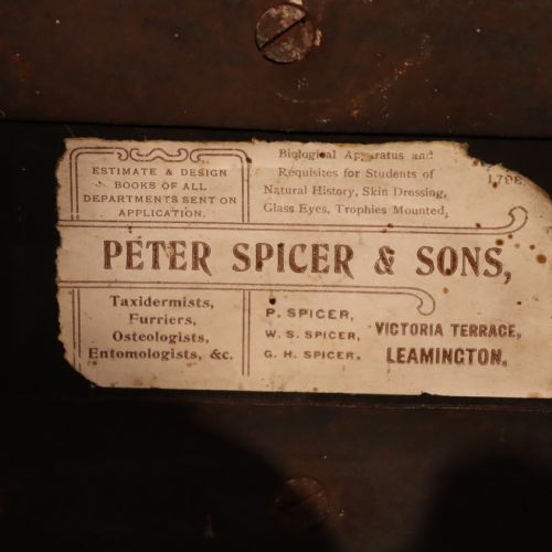 TAXIDERMY DORMOUSE BY PETER SPICER SONS OF LEAMINGTON SPA CIRCA 1904 - ADDITIONAL PHOTO 1