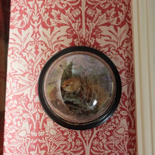 TAXIDERMY DORMOUSE BY PETER SPICER SONS OF LEAMINGTON SPA CIRCA 1904 - ADDITIONAL PHOTO 3