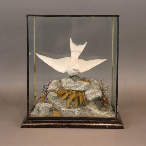 taxidermy albino swallow by john macpherson of inverness circa 1900 - CATEGORY: ANTIQUE MISCELLANEOUS - DATED 1900