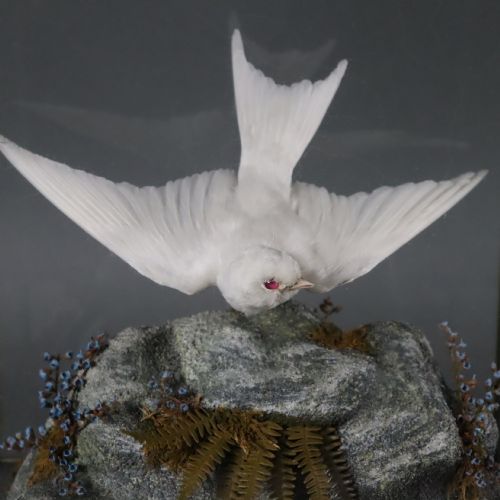 TAXIDERMY ALBINO SWALLOW BY JOHN MACPHERSON OF INVERNESS CIRCA 1900 - ADDITIONAL PHOTO 1