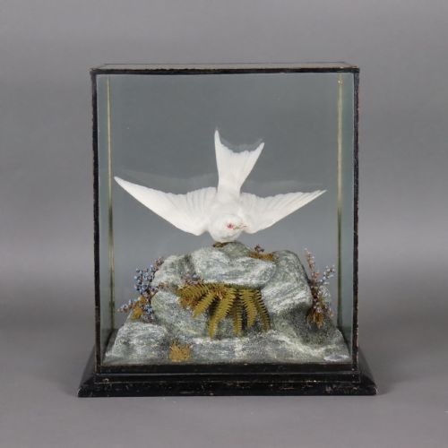 TAXIDERMY ALBINO SWALLOW BY JOHN MACPHERSON OF INVERNESS CIRCA 1900 - ADDITIONAL PHOTO 2