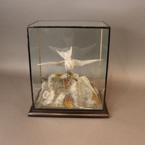 TAXIDERMY ALBINO SWALLOW BY JOHN MACPHERSON OF INVERNESS CIRCA 1900 - ADDITIONAL PHOTO 4