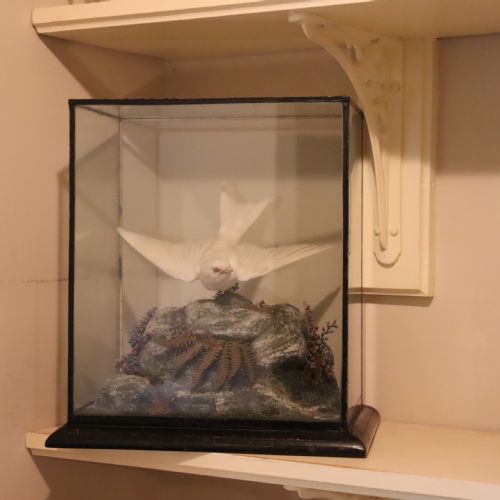 TAXIDERMY ALBINO SWALLOW BY JOHN MACPHERSON OF INVERNESS CIRCA 1900 - ADDITIONAL PHOTO 7