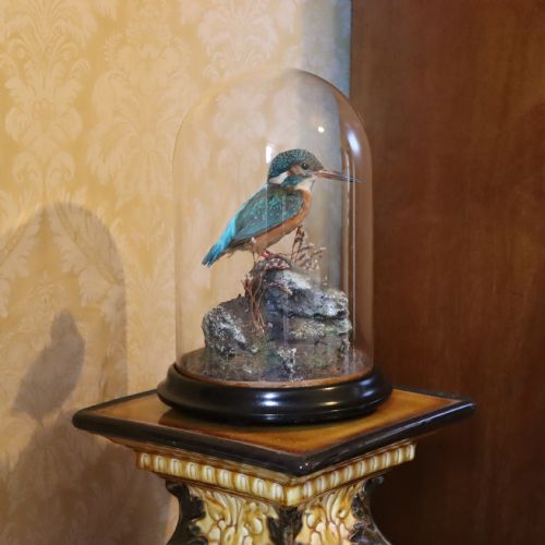 taxidermy kingfisher by shaw of shrewsbury - CATEGORY: ANTIQUE MISCELLANEOUS - DATED 1870