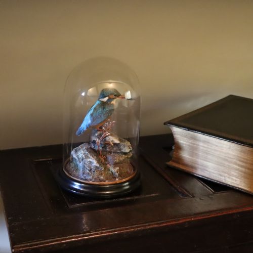 TAXIDERMY KINGFISHER BY SHAW OF SHREWSBURY - ADDITIONAL PHOTO 1