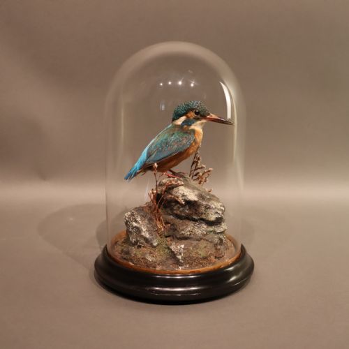 TAXIDERMY KINGFISHER BY SHAW OF SHREWSBURY - ADDITIONAL PHOTO 2