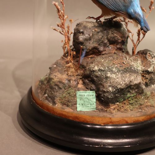 TAXIDERMY KINGFISHER BY SHAW OF SHREWSBURY - ADDITIONAL PHOTO 4