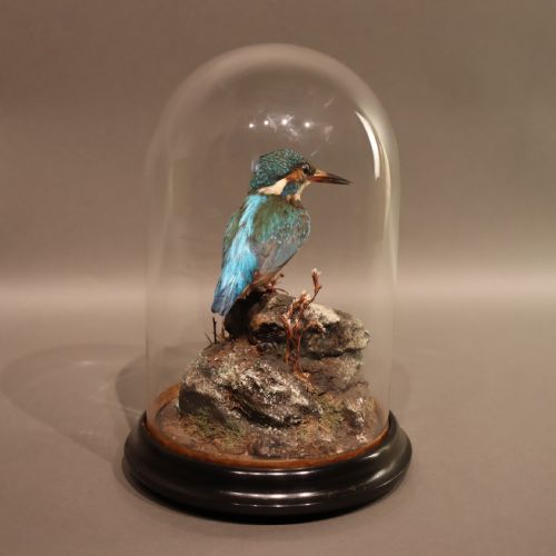 TAXIDERMY KINGFISHER BY SHAW OF SHREWSBURY - ADDITIONAL PHOTO 5
