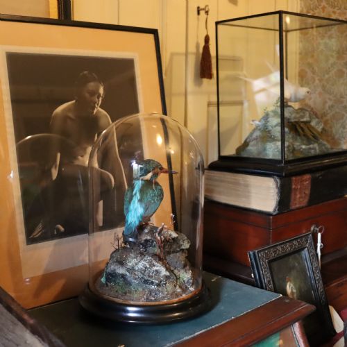 TAXIDERMY KINGFISHER BY SHAW OF SHREWSBURY - ADDITIONAL PHOTO 7