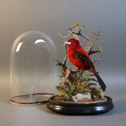 TAXIDERMY BRAZILIAN TANAGER BY JAMES GARDNER NATURALIST BY APPOINTMENT TO THE QUEEN - ADDITIONAL PHOTO 6