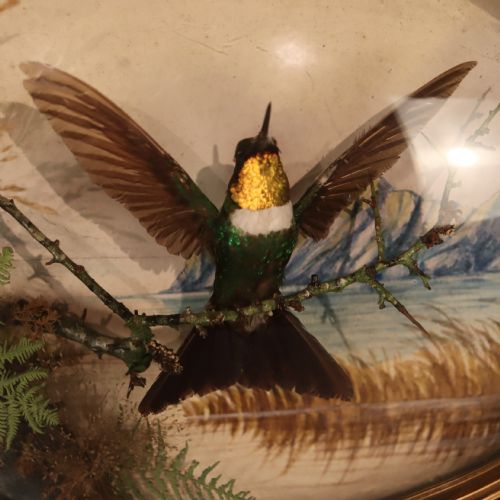 VICTORIAN TAXIDERMY HUMMING BIRD SUN ANGEL IN FLIGHT BY JAMES GARDNER LONDON - ADDITIONAL PHOTO 1