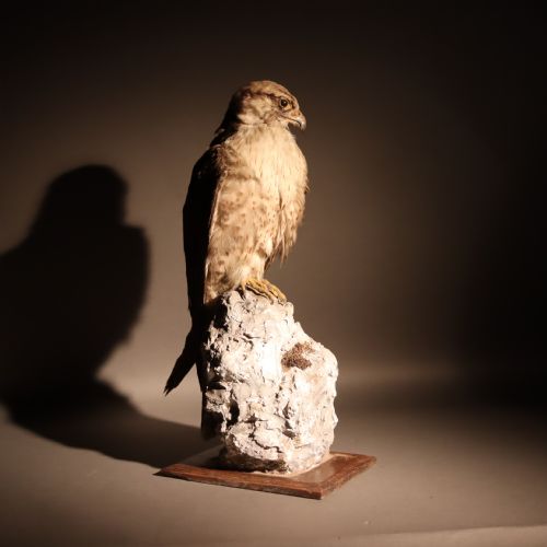 TAXIDERMY STUFFED LANNER FALCON - ADDITIONAL PHOTO 1