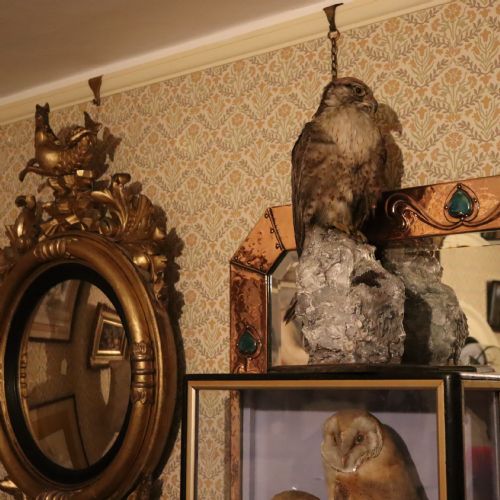 TAXIDERMY STUFFED LANNER FALCON - ADDITIONAL PHOTO 3