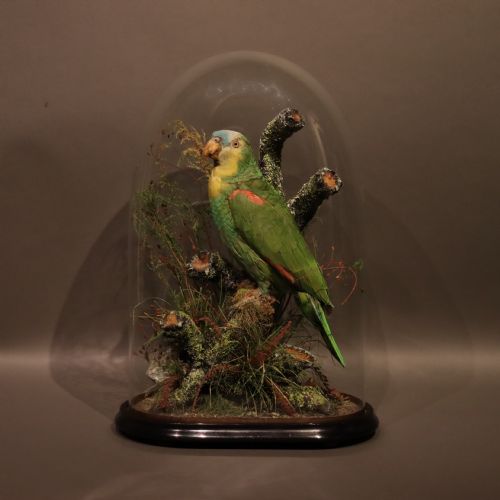 Taxidermy- Stuffed Amazon Parrot