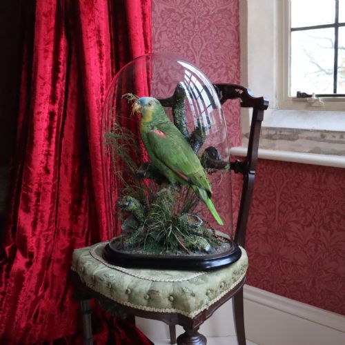 fig 1. Taxidermy- Stuffed Amazon Parrot