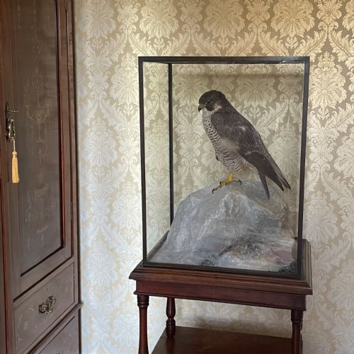 TAXIDERMY PEREGRINE FALCON BY PETER SPICER SONS OF ROYAL LEAMINGTON SPA
