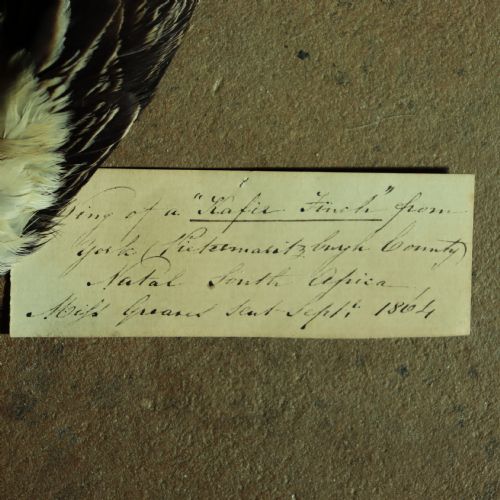 VICTORIAN TAXIDERMYBIRD WING WITH ORIGINAL OLD DATA LABEL DATED 1864 - ADDITIONAL PHOTO 1