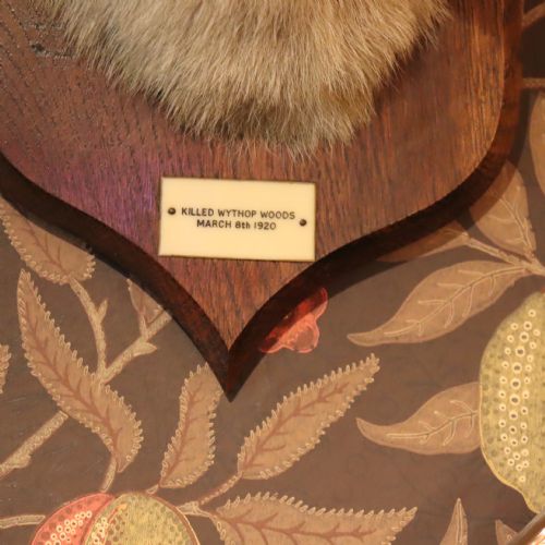 TAXIDERMY FOX MASK BY PETER SPICER SONS - ADDITIONAL PHOTO 3