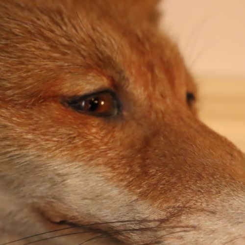 TAXIDERMY FOX MASK BY PETER SPICER SONS - ADDITIONAL PHOTO 4