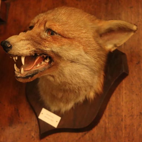 TAXIDERMY FOX MASK BY PETER SPICER SONS - ADDITIONAL PHOTO 4