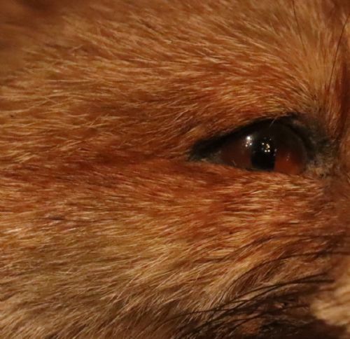 TAXIDERMY FOX MASK BY PETER SPICER SONS - ADDITIONAL PHOTO 5