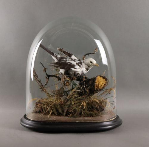 TAXIDERMY VICTORIAN STUFFED PIED BLACKBIRD - ADDITIONAL PHOTO 1