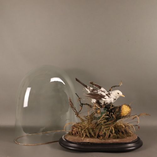 TAXIDERMY VICTORIAN STUFFED PIED BLACKBIRD - ADDITIONAL PHOTO 2