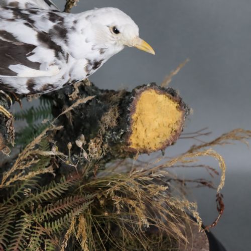 TAXIDERMY VICTORIAN STUFFED PIED BLACKBIRD - ADDITIONAL PHOTO 3