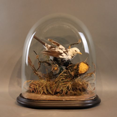 taxidermy victorian stuffed pied blackbird - CATEGORY: ANTIQUE MISCELLANEOUS - DATED 1880