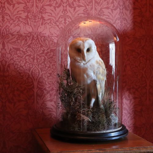 TAXIDERMY VICTORIAN STUFFED BARN OWL - ADDITIONAL PHOTO 3