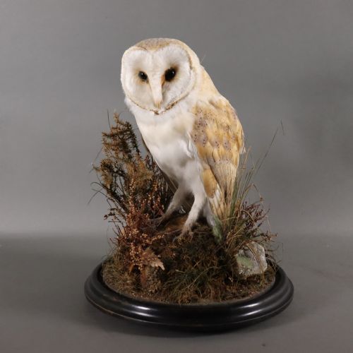TAXIDERMY VICTORIAN STUFFED BARN OWL - ADDITIONAL PHOTO 2