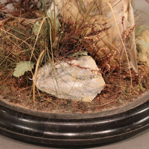 TAXIDERMY VICTORIAN STUFFED BARN OWL - ADDITIONAL PHOTO 4