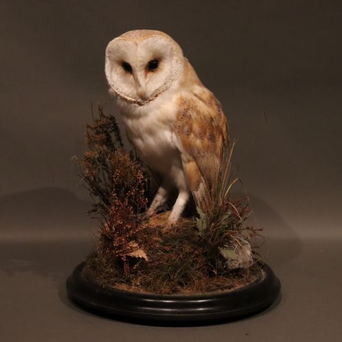 TAXIDERMY VICTORIAN STUFFED BARN OWL - ADDITIONAL PHOTO 7