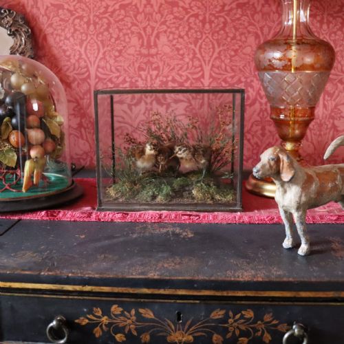 TAXIDERMY THREE SNIPE CHICKS - ADDITIONAL PHOTO 3