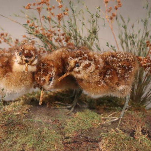 TAXIDERMY THREE SNIPE CHICKS - ADDITIONAL PHOTO 2
