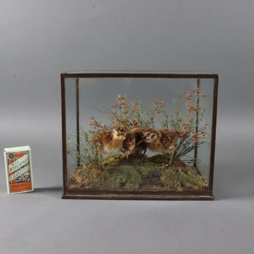 taxidermy three snipe chicks - CATEGORY: ANTIQUE MISCELLANEOUS - DATED 1900