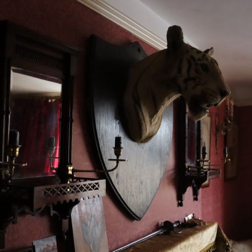 TAXIDERMYTIGER BY VAN INGEN MYSORE WITH PROVENANCE - ADDITIONAL PHOTO 1