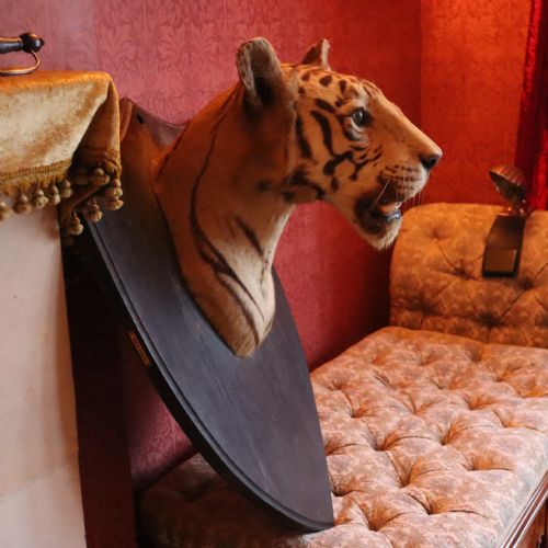 taxidermytiger by van ingen mysore with provenance - CATEGORY: ANTIQUE MISCELLANEOUS - DATED 1930