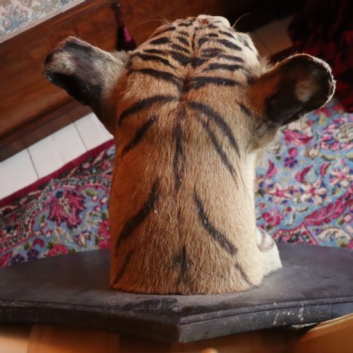 TAXIDERMYTIGER BY VAN INGEN MYSORE WITH PROVENANCE - ADDITIONAL PHOTO 5