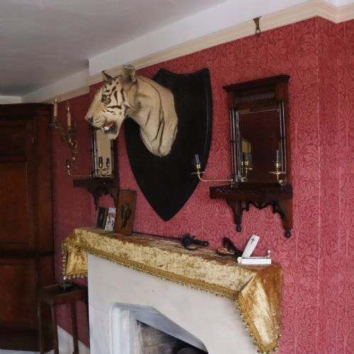 TAXIDERMYTIGER BY VAN INGEN MYSORE WITH PROVENANCE - ADDITIONAL PHOTO 8